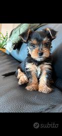 Yorkshire terrier cuccioli