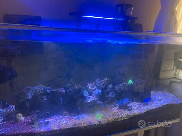 Acquario marino