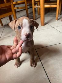 Pitbull rednose