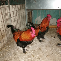Galli e galline Marans e aurucana
