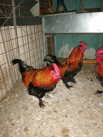 Galli e galline Marans e aurucana