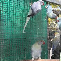 Parrocchetti dal collare