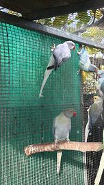 Parrocchetti dal collare