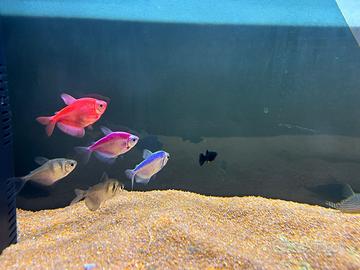 7 pesci sia colorati che pulitori