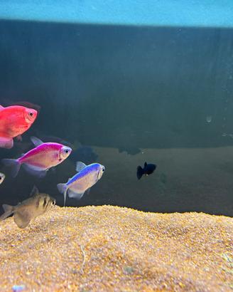 7 pesci sia colorati che pulitori