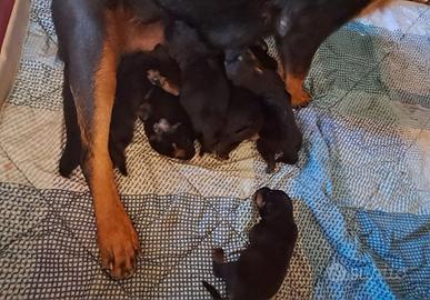 Cuccioli rottwailer