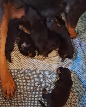 Cuccioli rottwailer