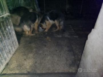 Cuccioli pastore tedesco