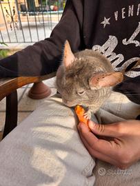 Cincillà adulto con gabbia