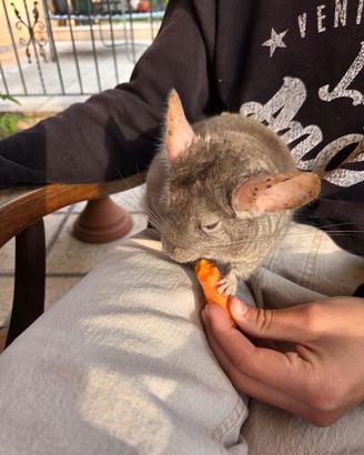Cincillà adulto con gabbia