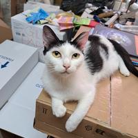 Mamma gatta adottabile