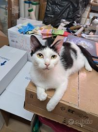 Mamma gatta adottabile