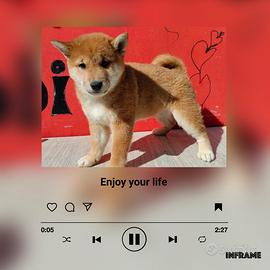 Shiba inu