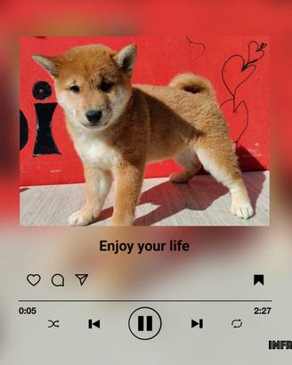 Shiba inu