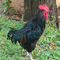 Gallo
