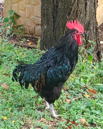 Gallo