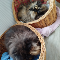 Coppia gatti persiani