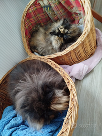 Coppia gatti persiani