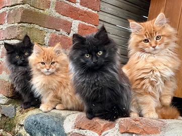 Gattini Maine Coon da riproduzione