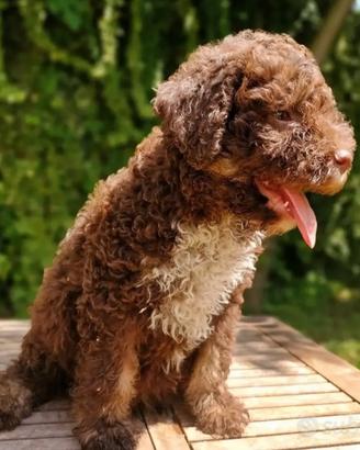 Lagotto romagnolo