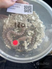 Serpente del grano
