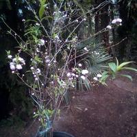 Pianta pesco a fiore a cespuglio