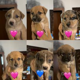 Cuccioli media taglia