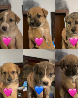 Cuccioli media taglia