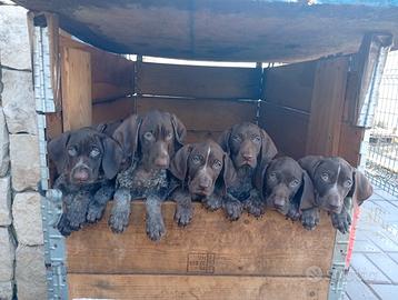 Cuccioli Bracco tedesco