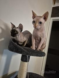Cuccioli Sphynx