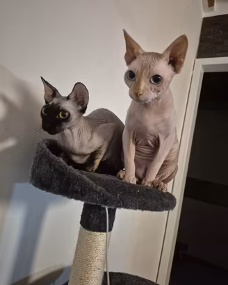 Cuccioli Sphynx