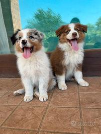 Cuccioli di cane, pastore australiano con pedigree