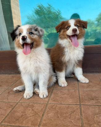 Cuccioli di cane, pastore australiano con pedigree