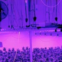 Lampade a led per coltivazione