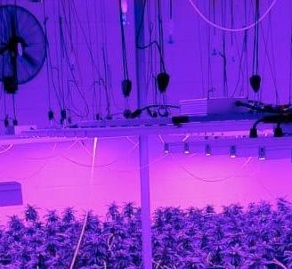 Lampade a led per coltivazione