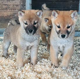 Shiba inu cucciole