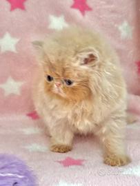 Gattina Persiano Crema