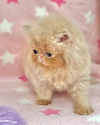 Gattina Persiano Crema