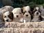 Immagine 1