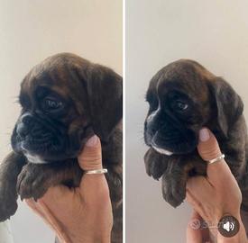 Cuccioli di boxer