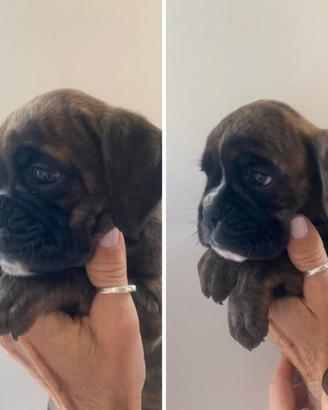 Cuccioli di boxer