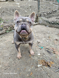 Accoppiamento bulldog maschio