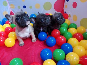 Cucciolo Bulldog Francese Cuccioli Bouledogue EXPO