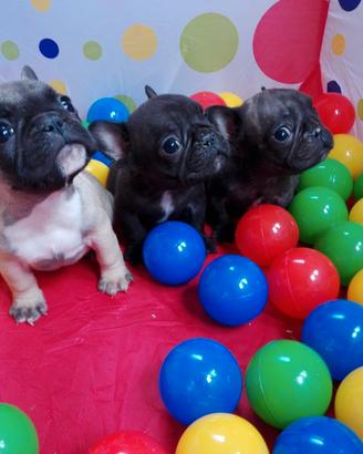 Cucciolo Bulldog Francese Cuccioli Bouledogue EXPO