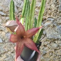 Stapelia Hirsuta 