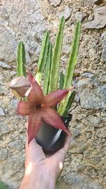 Stapelia Hirsuta 