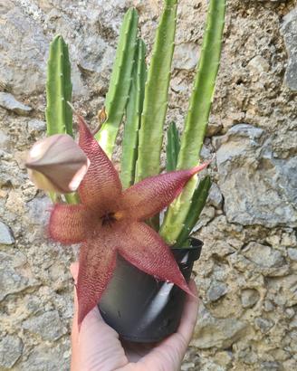 Stapelia Hirsuta 