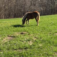 Puledro incrocio Haflinger