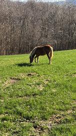 Puledro incrocio Haflinger