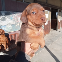 Pastore australiano x border collie
